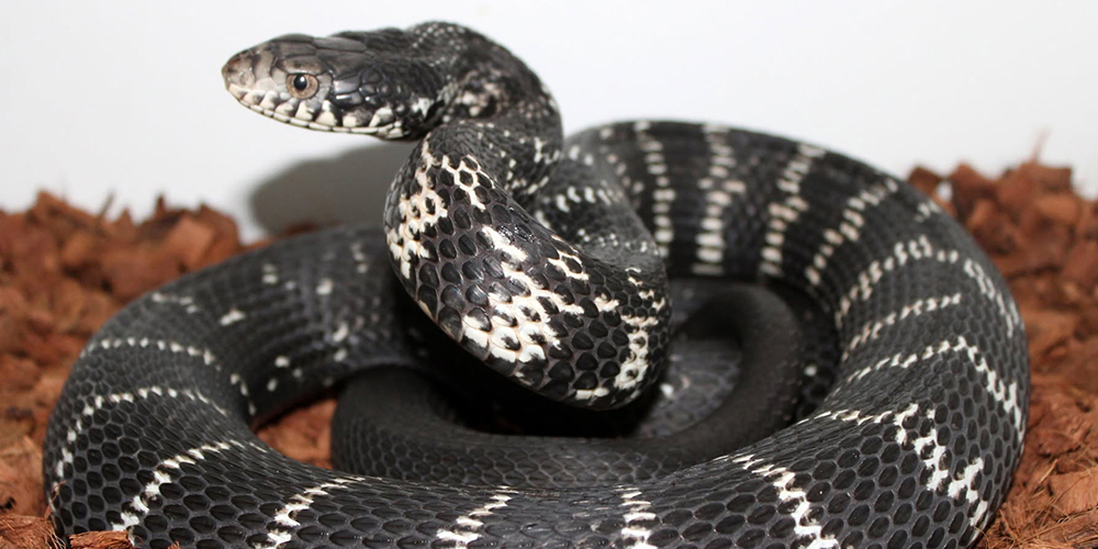 Asian colubrid snake