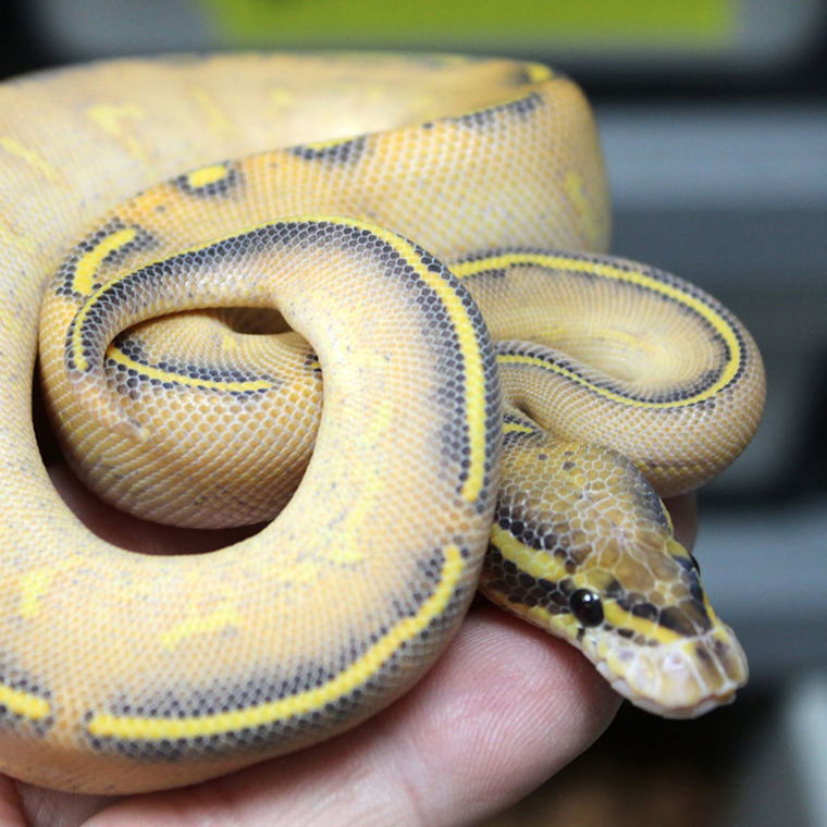Ball python