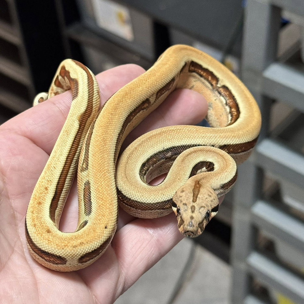 Boa constrictor