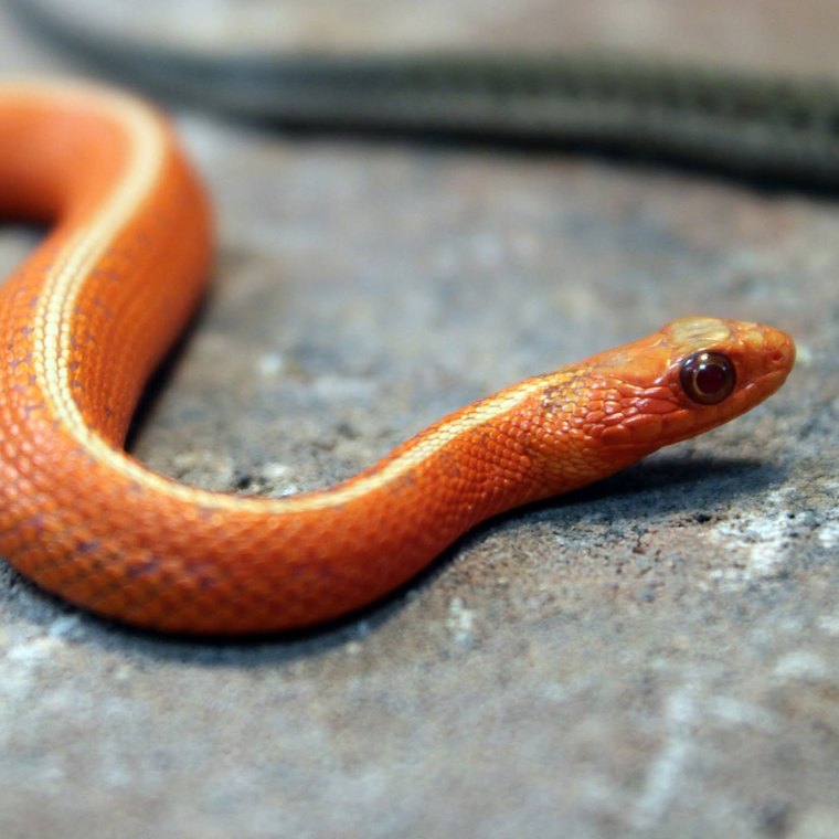 Garter snake