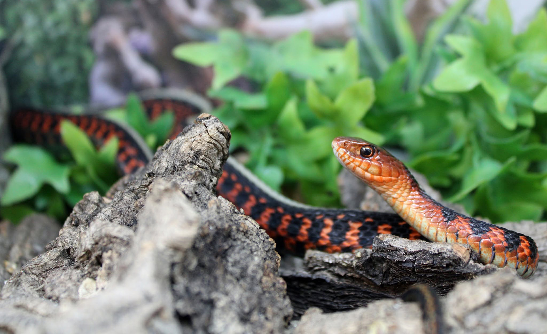 Snake from the Serpent Vault collection