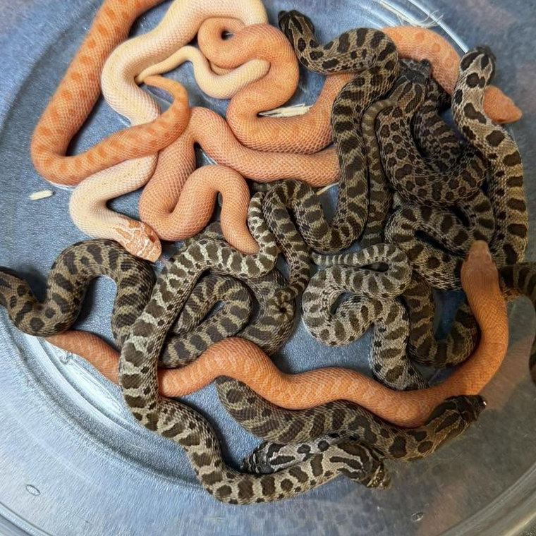 Hognose snake