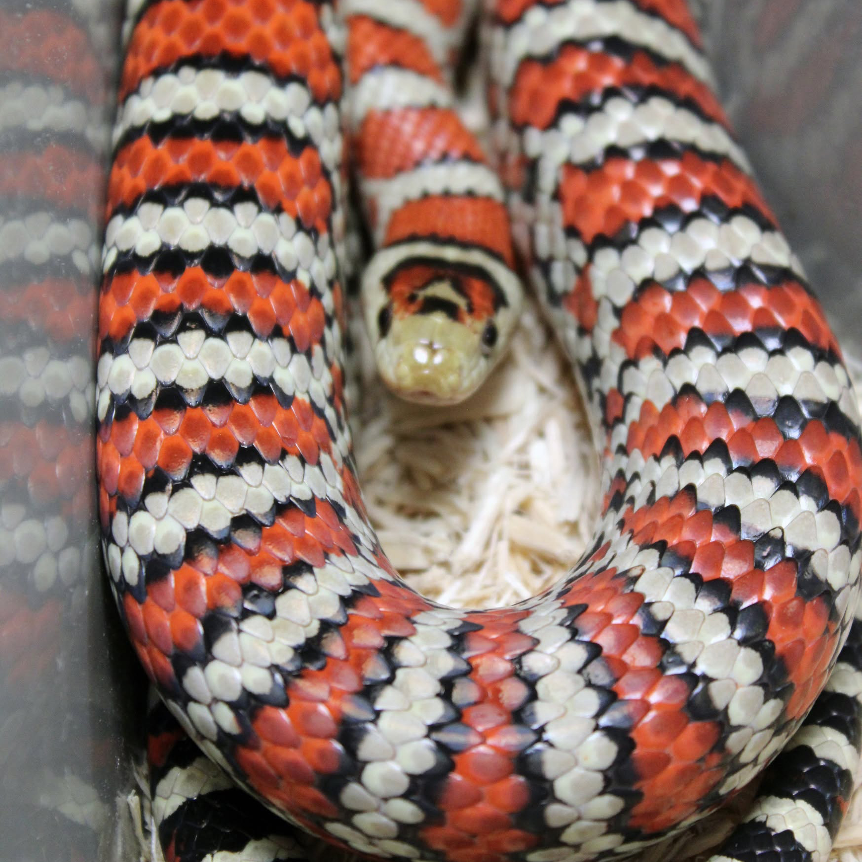 Kingsnake