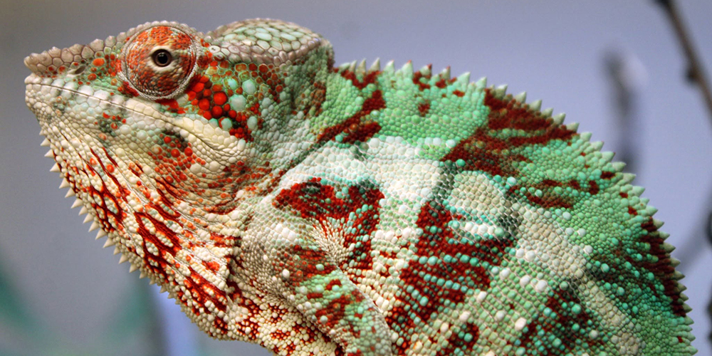 Other reptile maintained by Serpent Vault