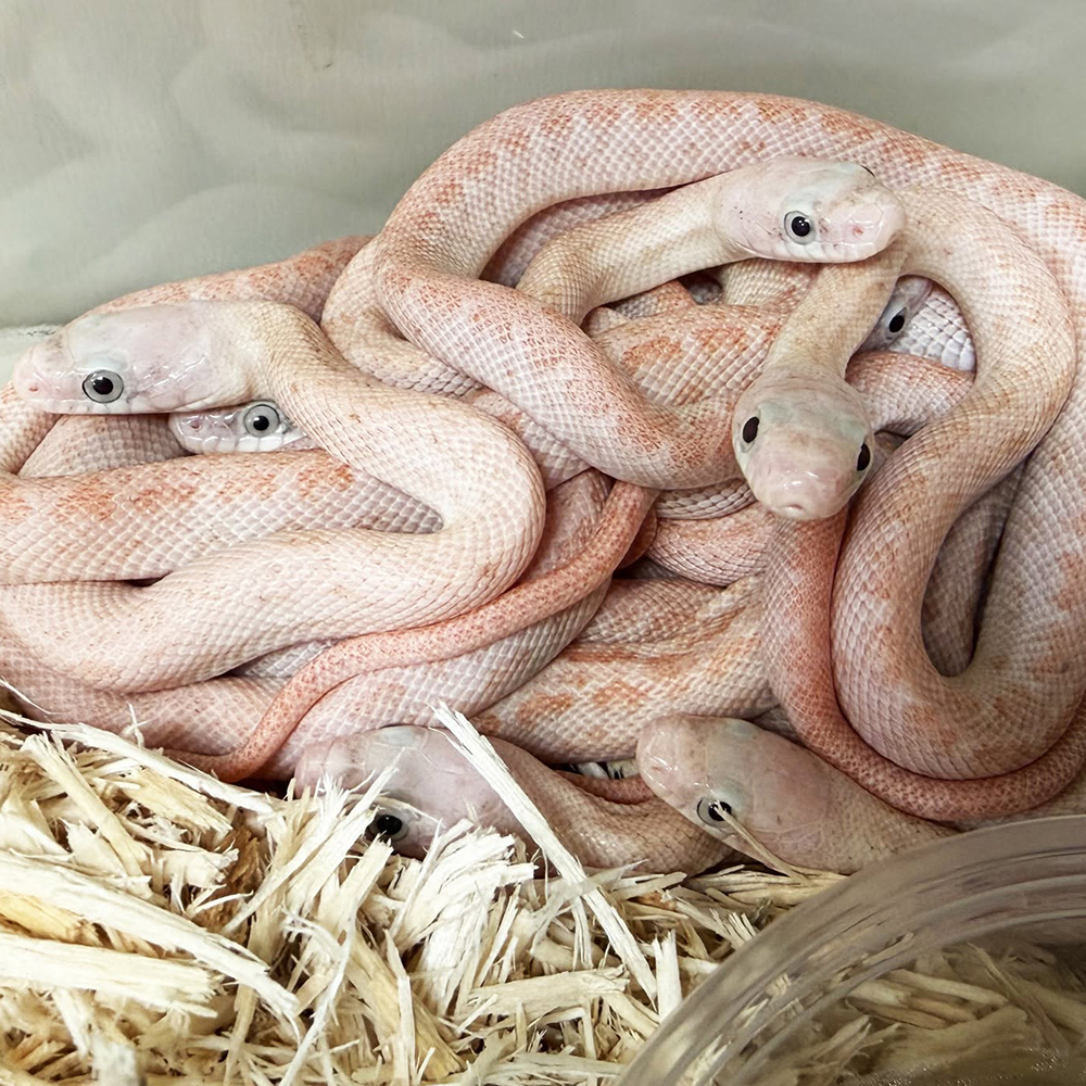 North American rat snake