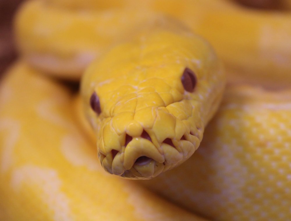 Reticulated python
